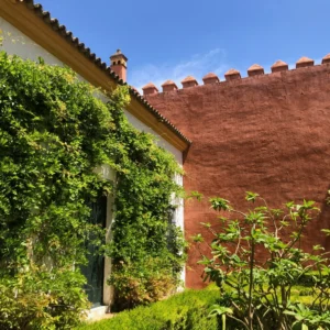 Enredaderas en Patio Andaluz