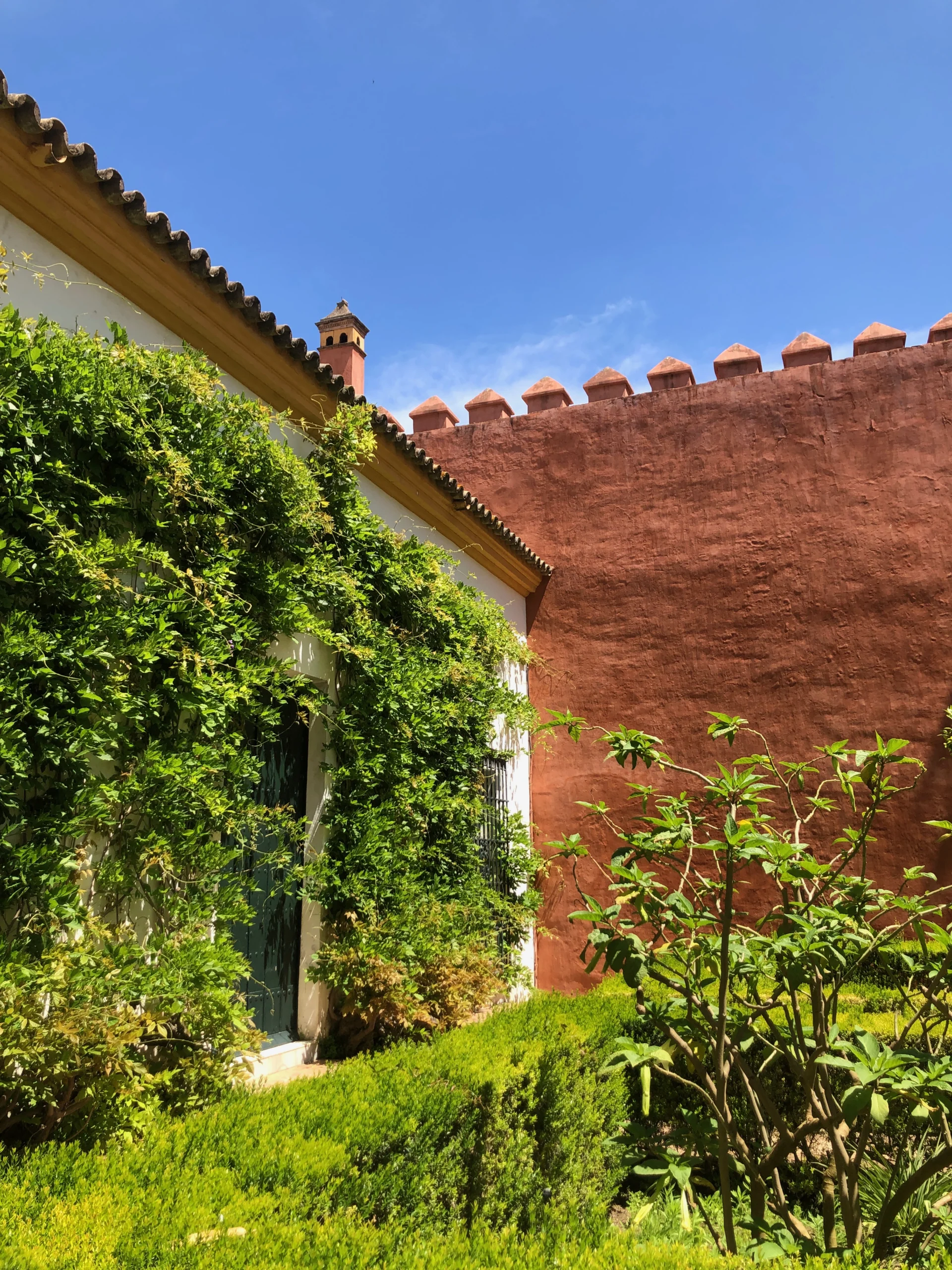 Enredaderas en Patio Andaluz